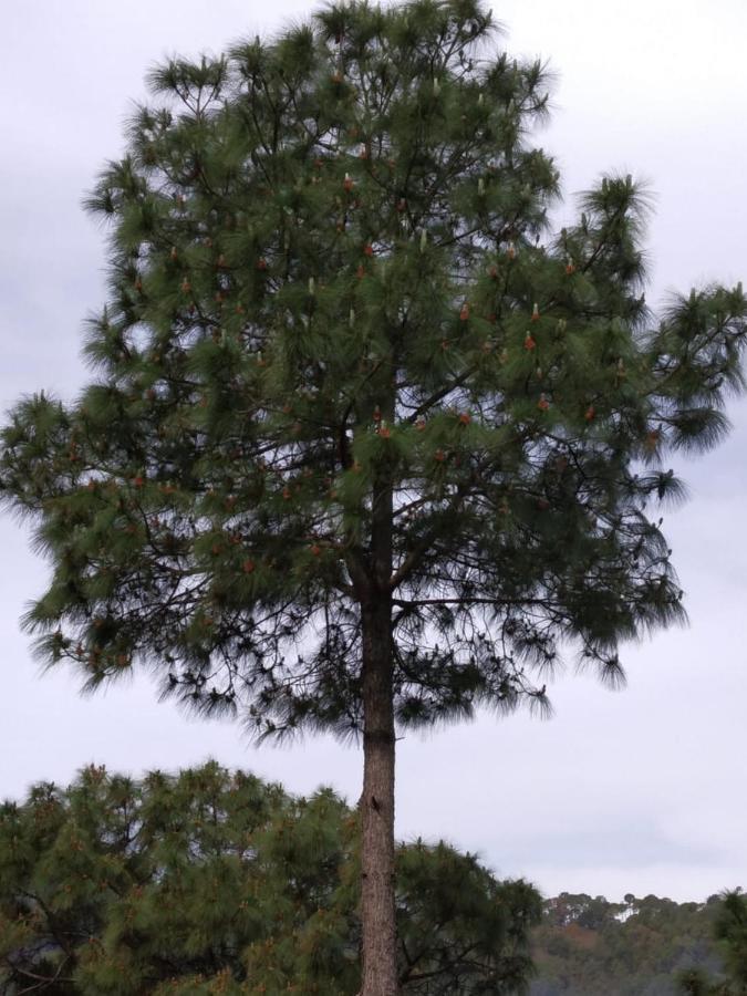 Pine Villa Kasauli Εξωτερικό φωτογραφία