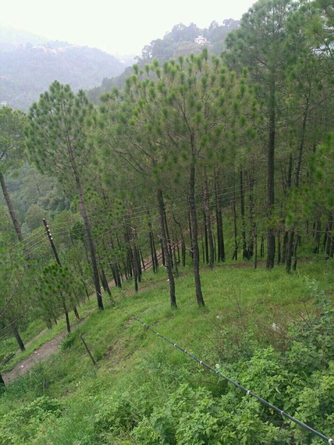 Pine Villa Kasauli Εξωτερικό φωτογραφία